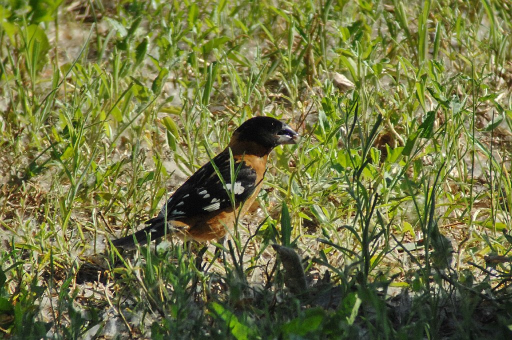 Grosbeak, Black-headed, 2010-07013839 Willard Bay SP, UT.JPG - Black-headed Grosbeaak. Willard Bay State Park, UT, 7-1-2010